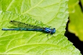 DAMSELFLY (Blue)